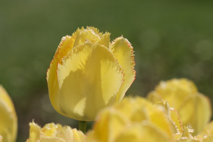 Tulipes a Morges 2006 - 113